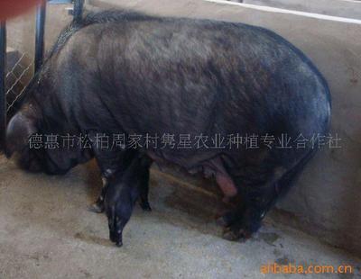 綠色養殖新篇章 育肥豬、種豬與有機黑豬的現代化供應
